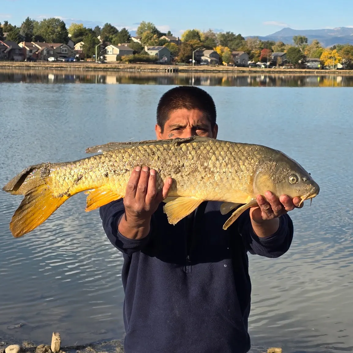 Common carp caught on Fishbrain