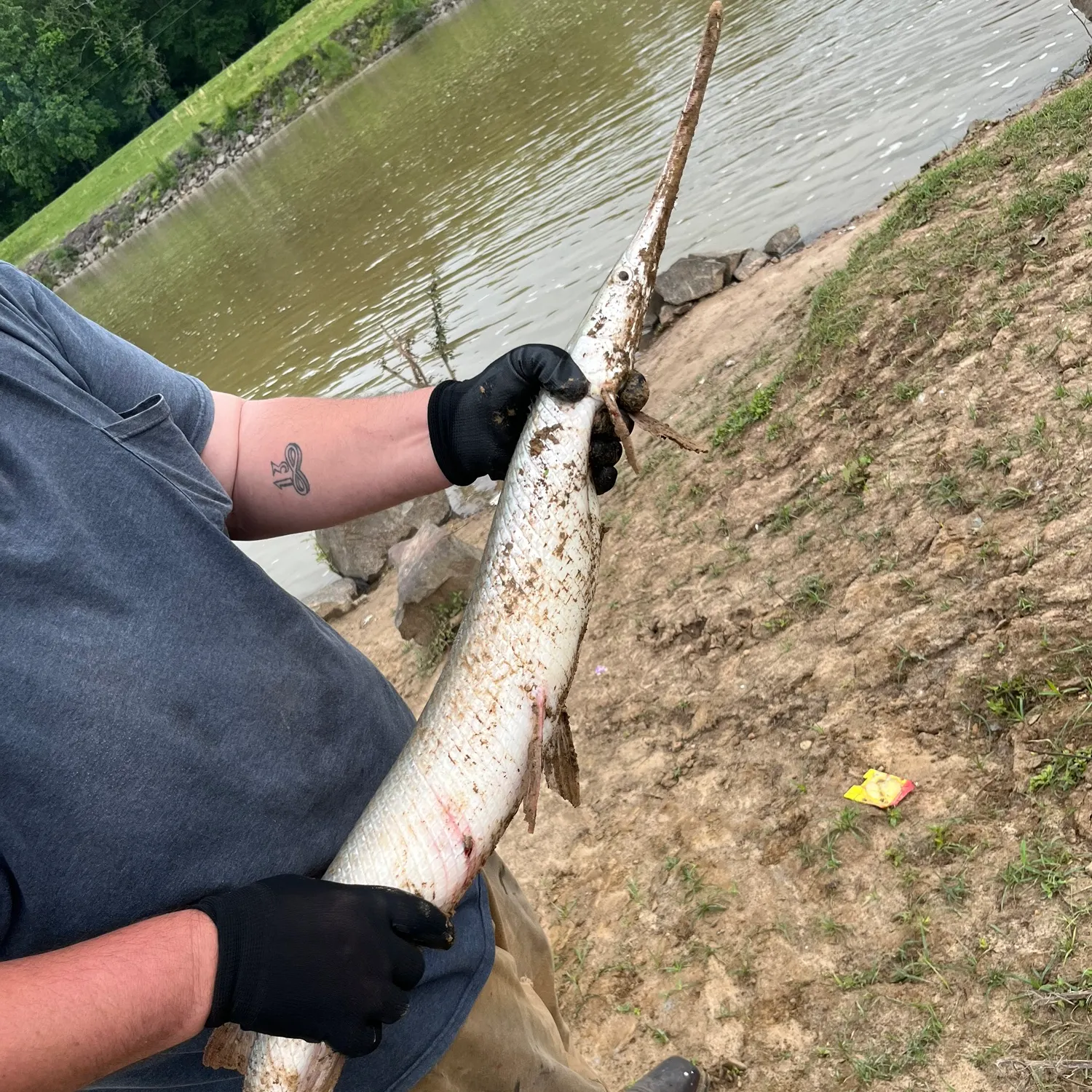 The most recent Needlenose gar catches on Fishbrain