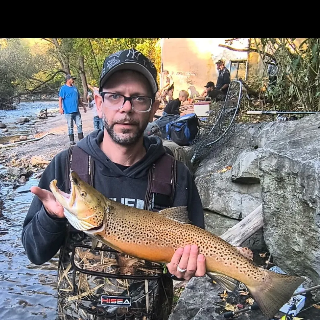 Brown trout caught on Fishbrain