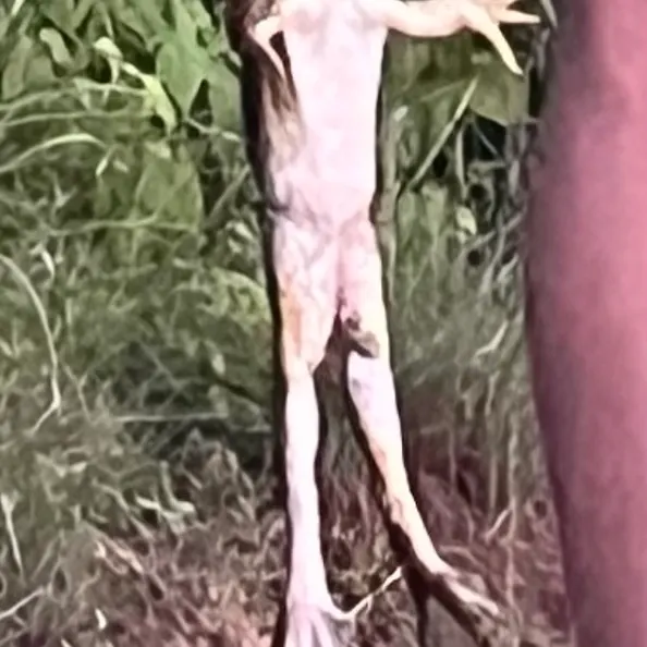The most recent American bullfrog catches on Fishbrain