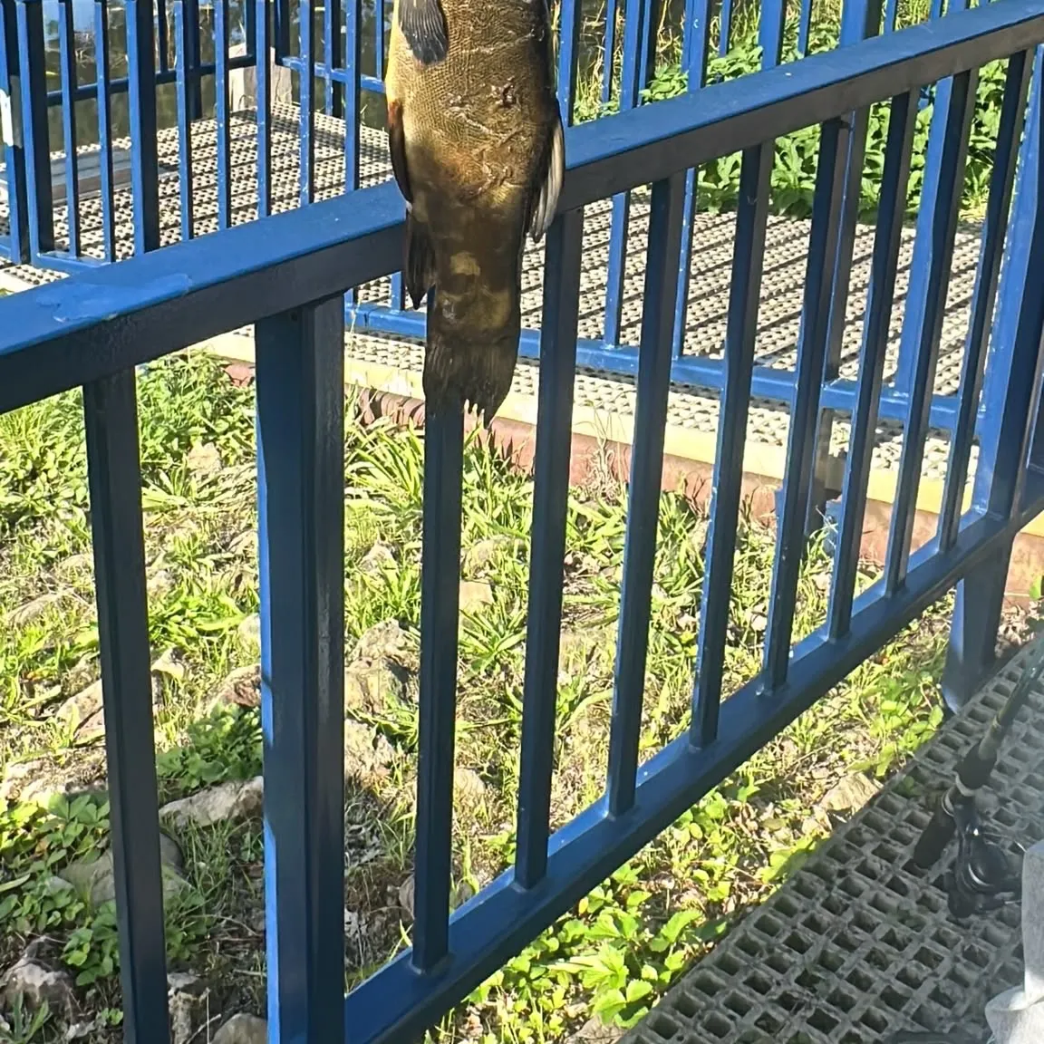 Tench caught on Fishbrain