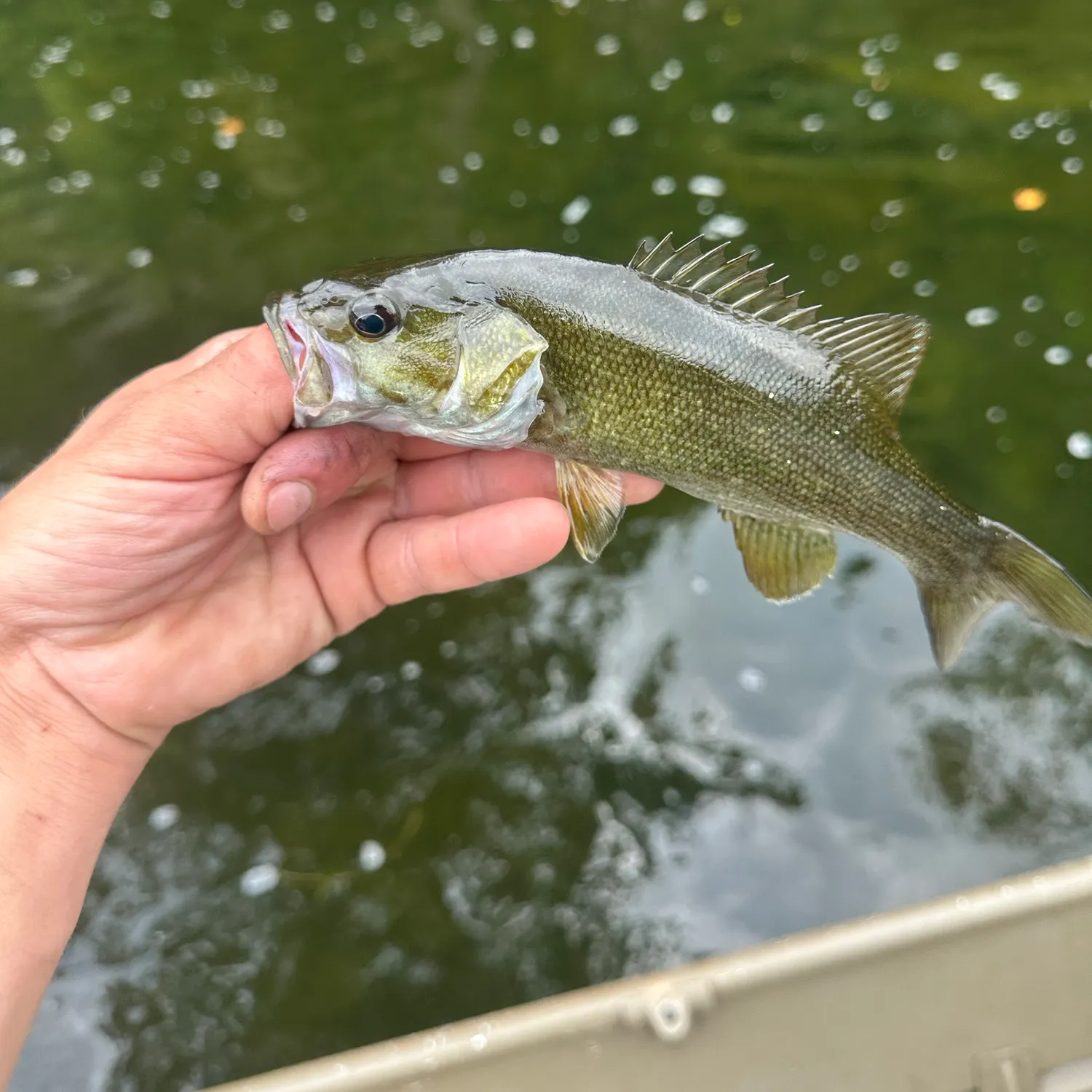 Smallmouth bass caught on Fishbrain