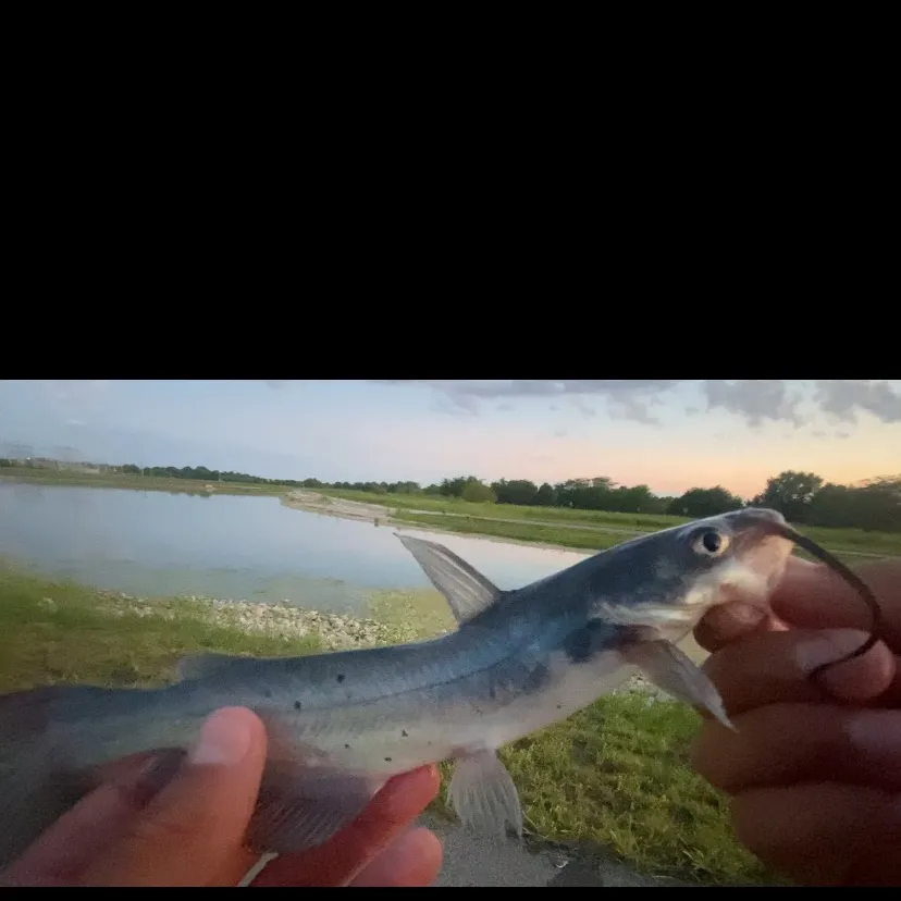 The most recent Longear x green sunfish catches on Fishbrain