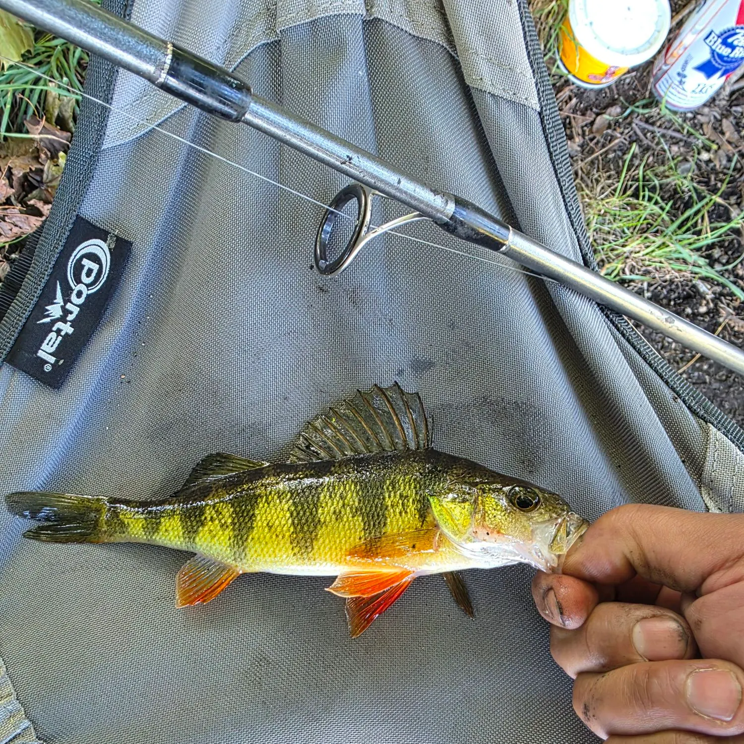 Yellow perch caught on Fishbrain