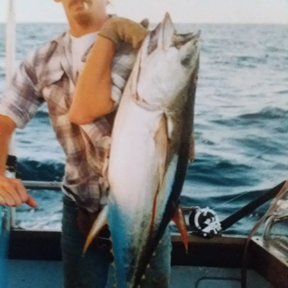 Yellowfin tuna caught on Fishbrain