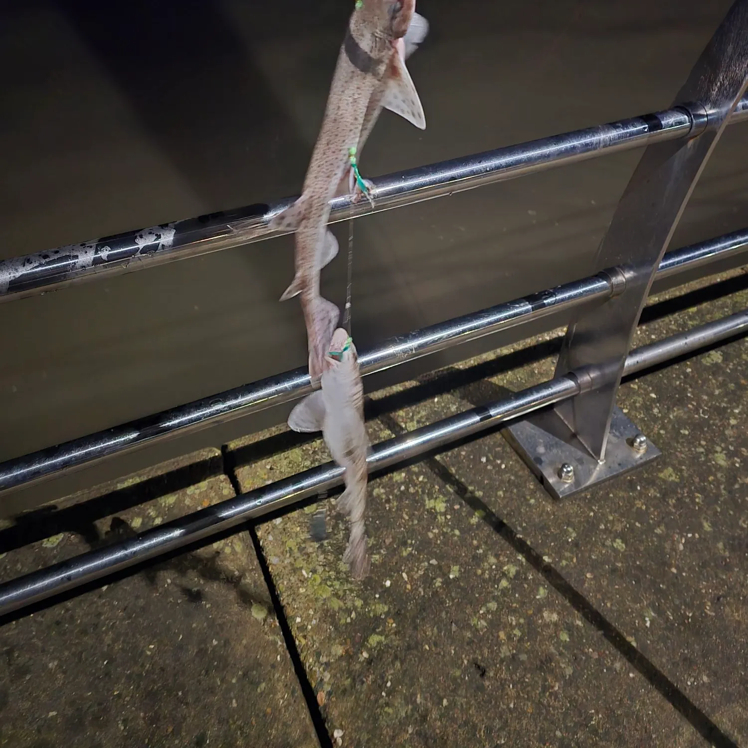 The most recent Lesser spotted dogfish catches on Fishbrain