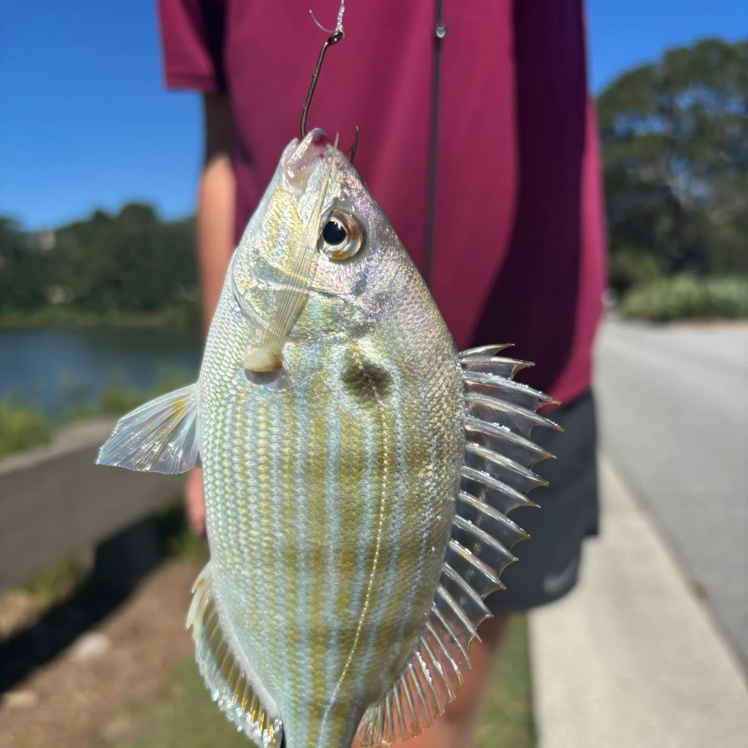 Pinfish caught on Fishbrain