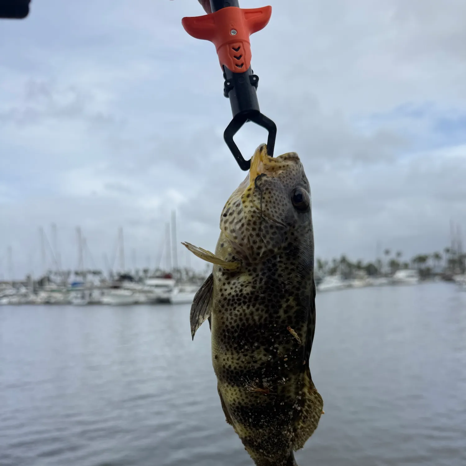 Spotted sand bass caught on Fishbrain