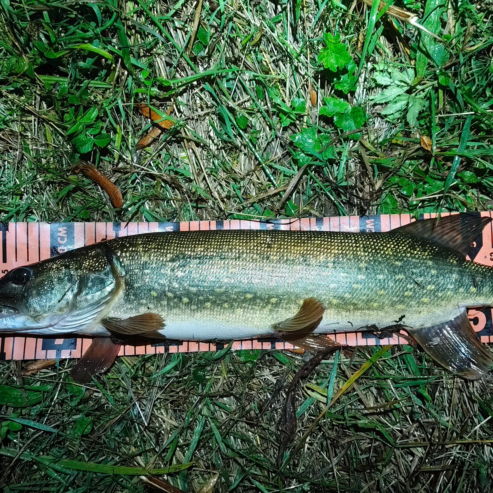 Northern pike caught on Fishbrain