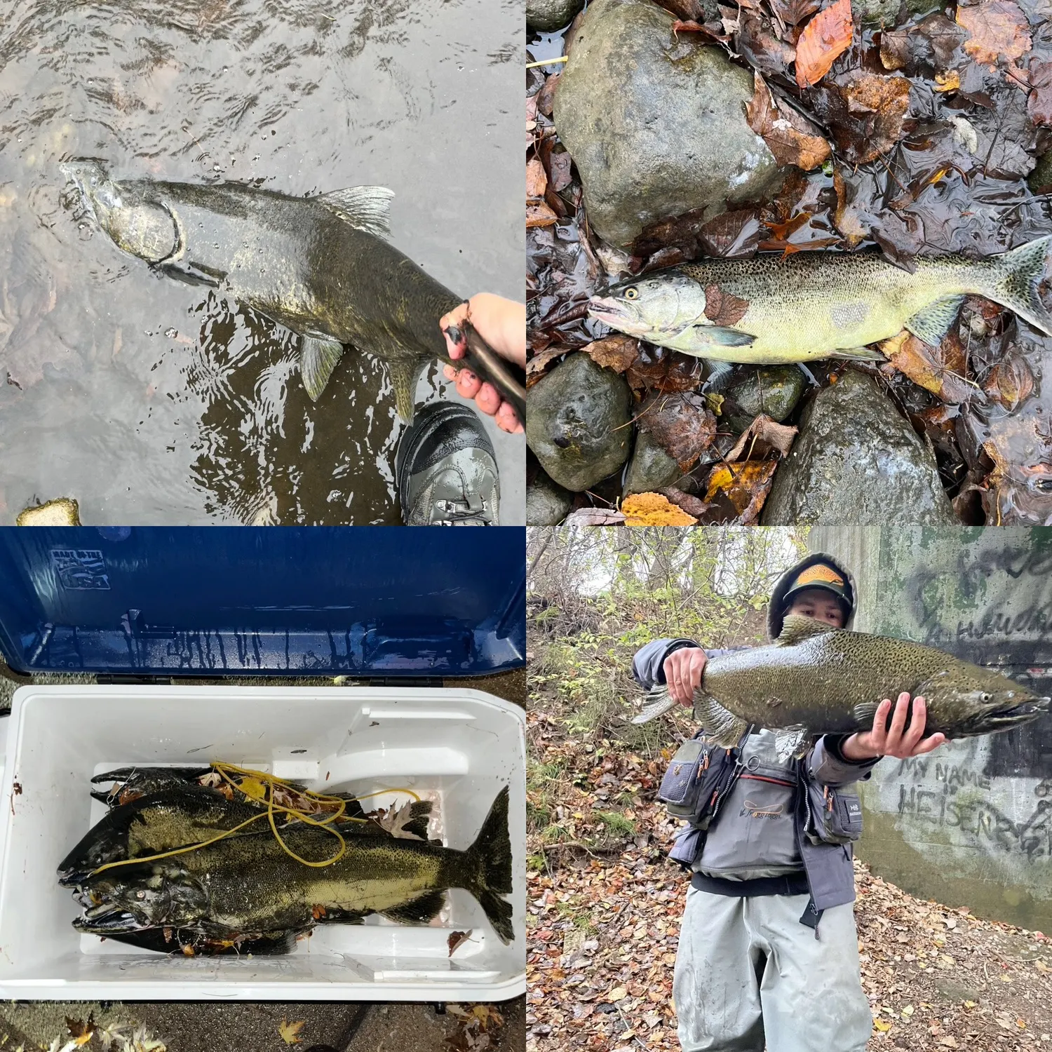 recently logged catches