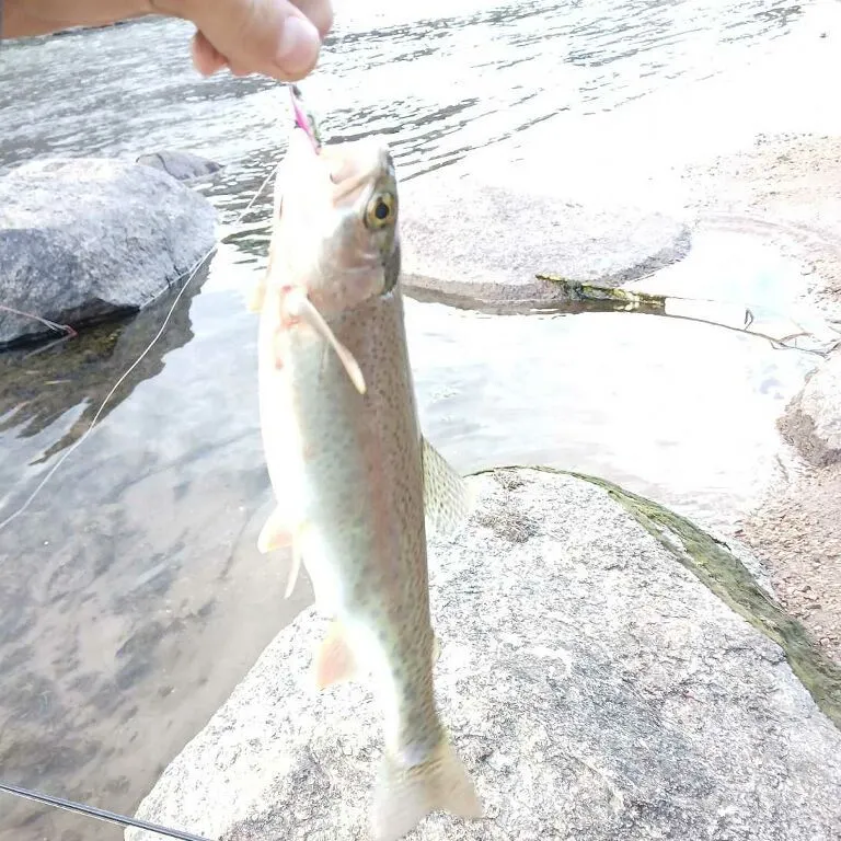 Rainbow trout caught on Fishbrain