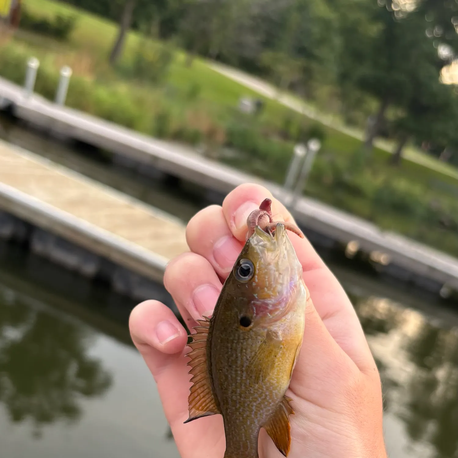 Green sunfish caught on Fishbrain