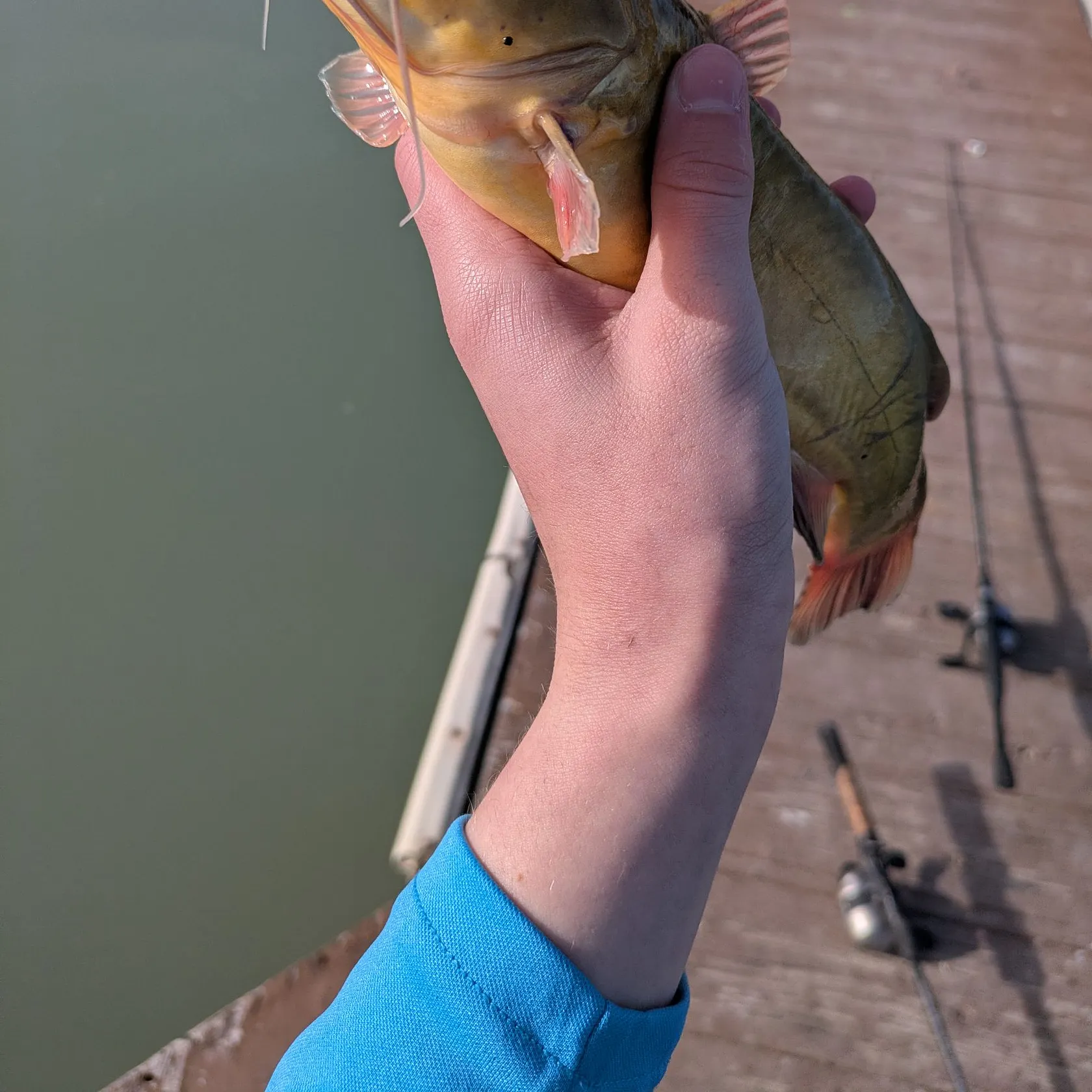 The most recent Black bullhead catches on Fishbrain