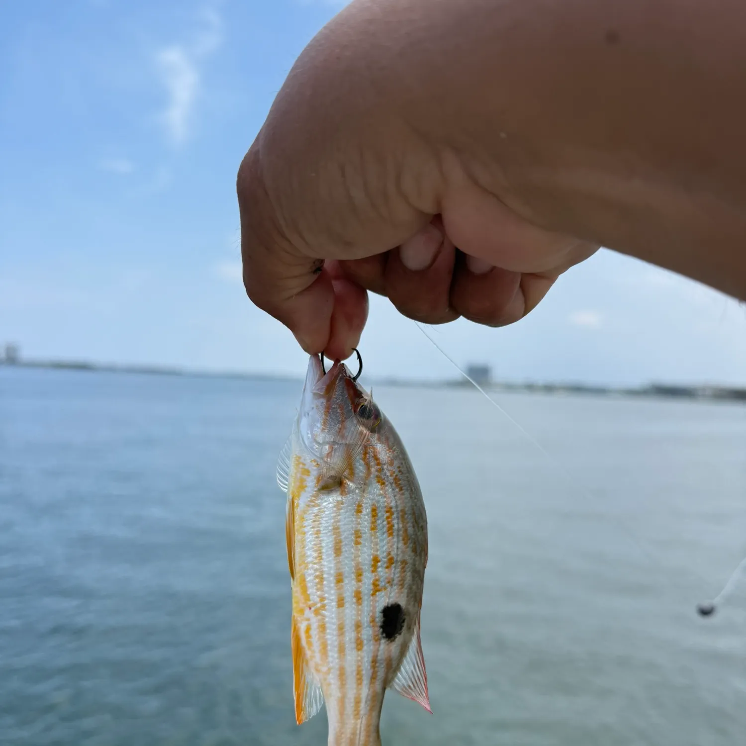 The most recent Lane snapper catches on Fishbrain