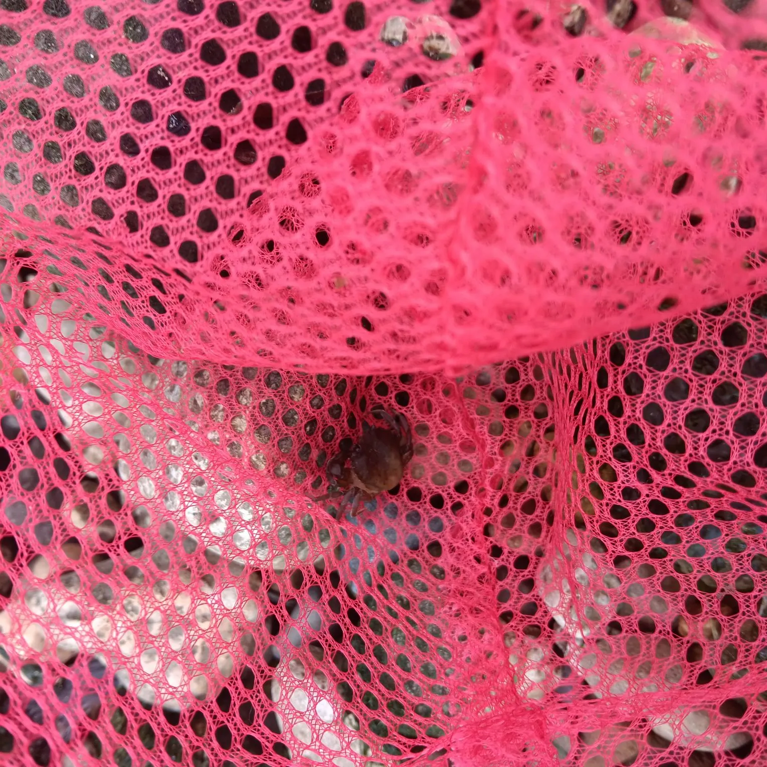 Fish caught on Fishbrain