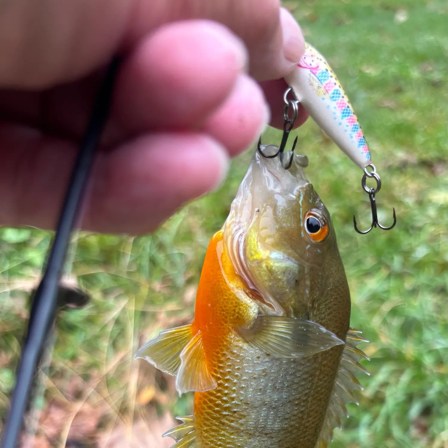 Redbreast sunfish caught on Fishbrain