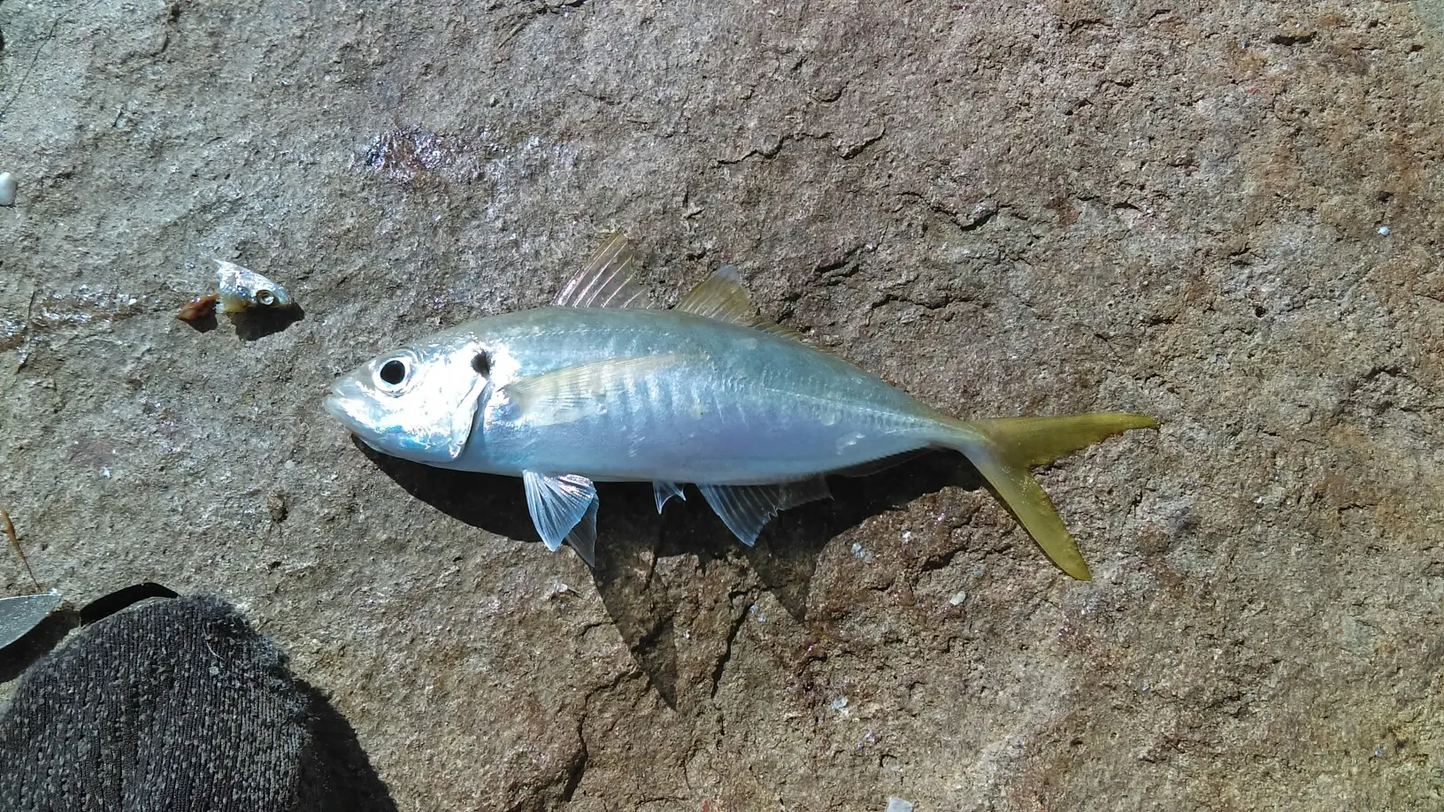 Post image from Fisherholic51