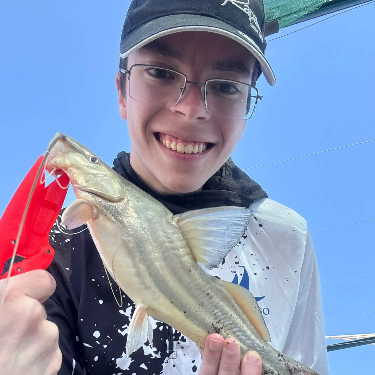 The most recent White pimelodus catches on Fishbrain