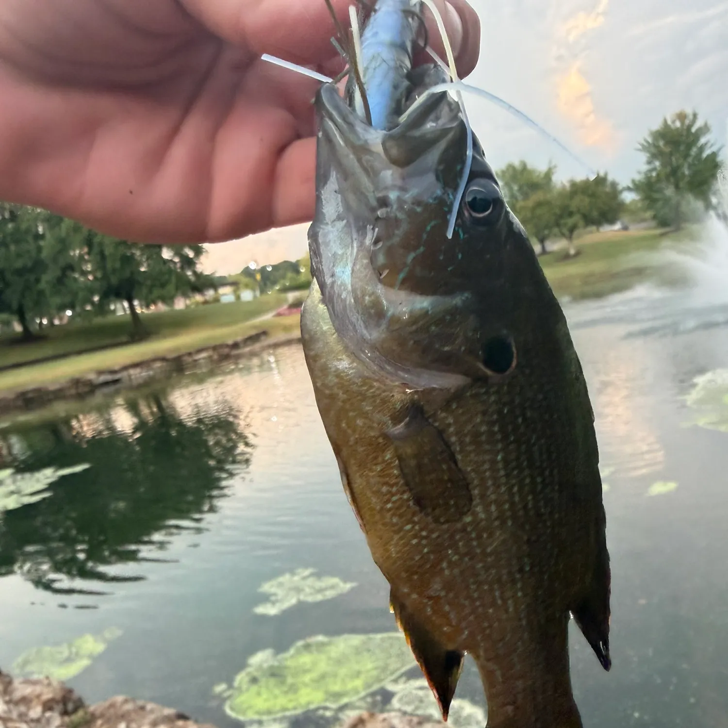 Green sunfish caught on Fishbrain