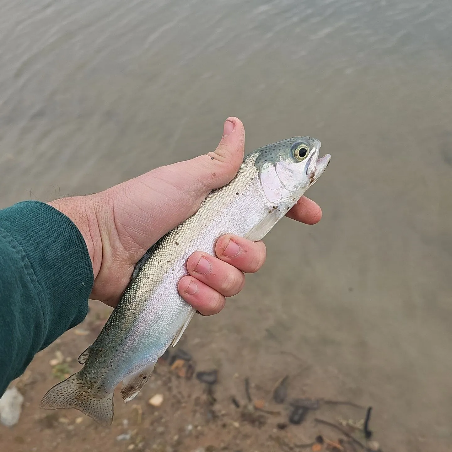 Rainbow trout caught on Fishbrain