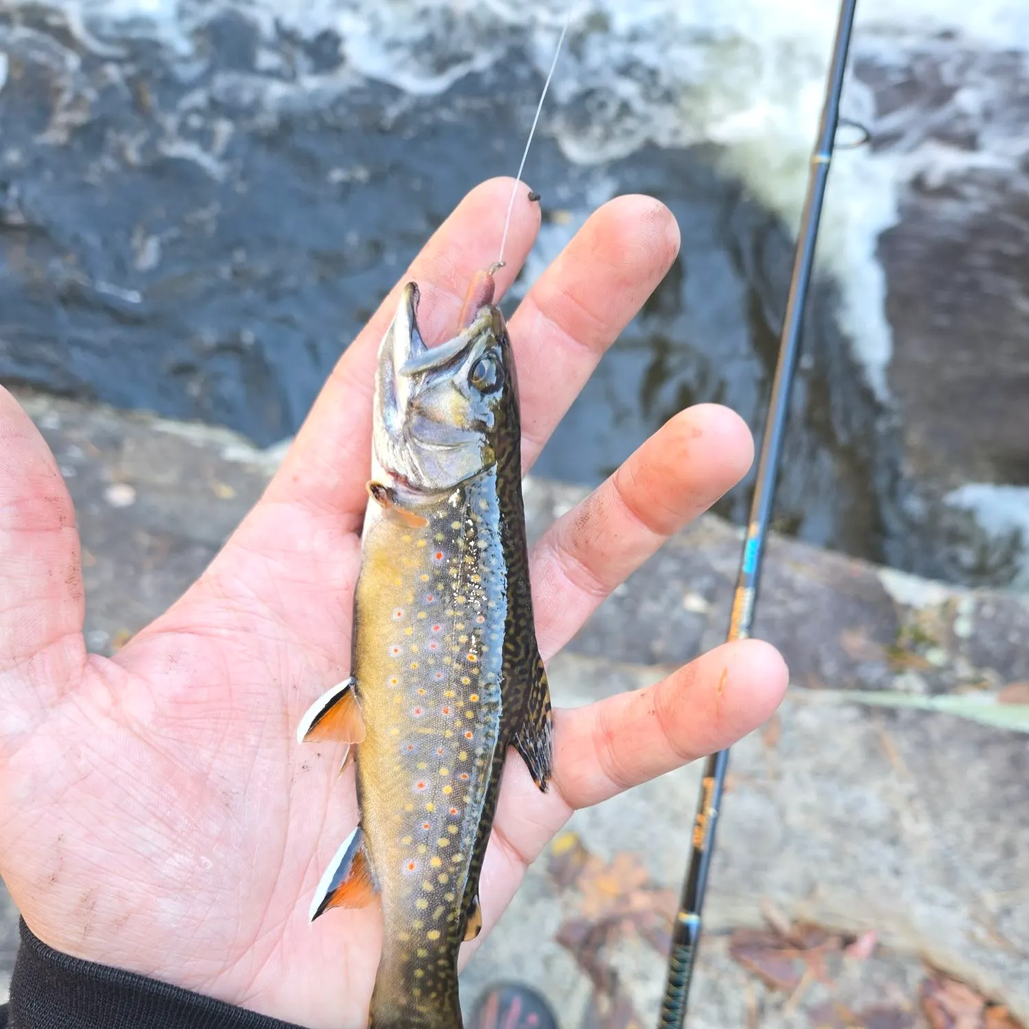 Brook trout caught on Fishbrain