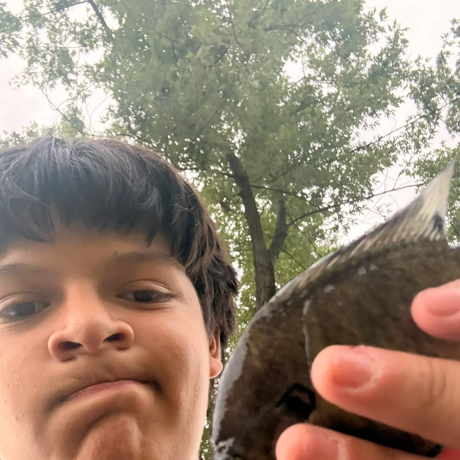 Bluegill caught on Fishbrain
