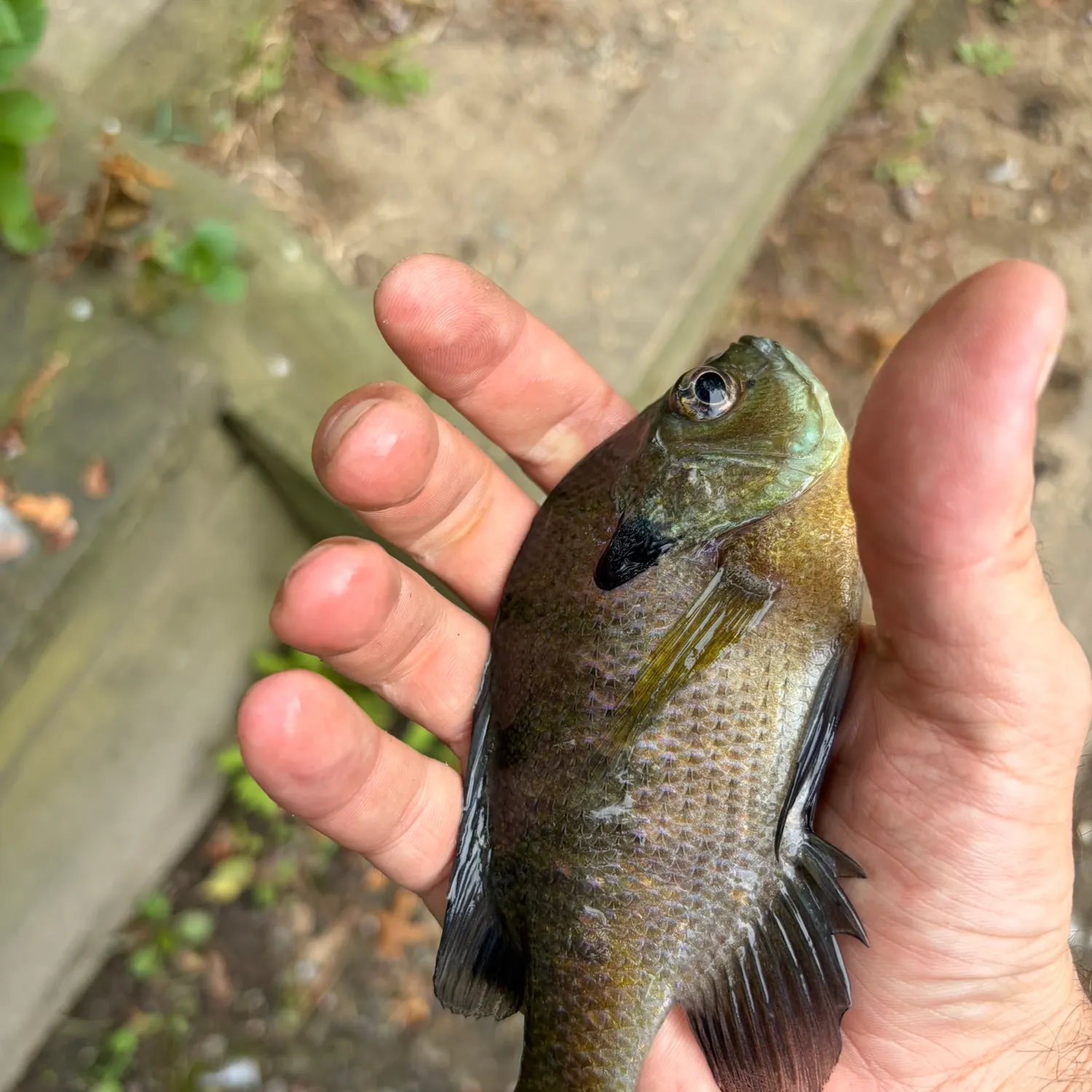 Bluegill caught on Fishbrain