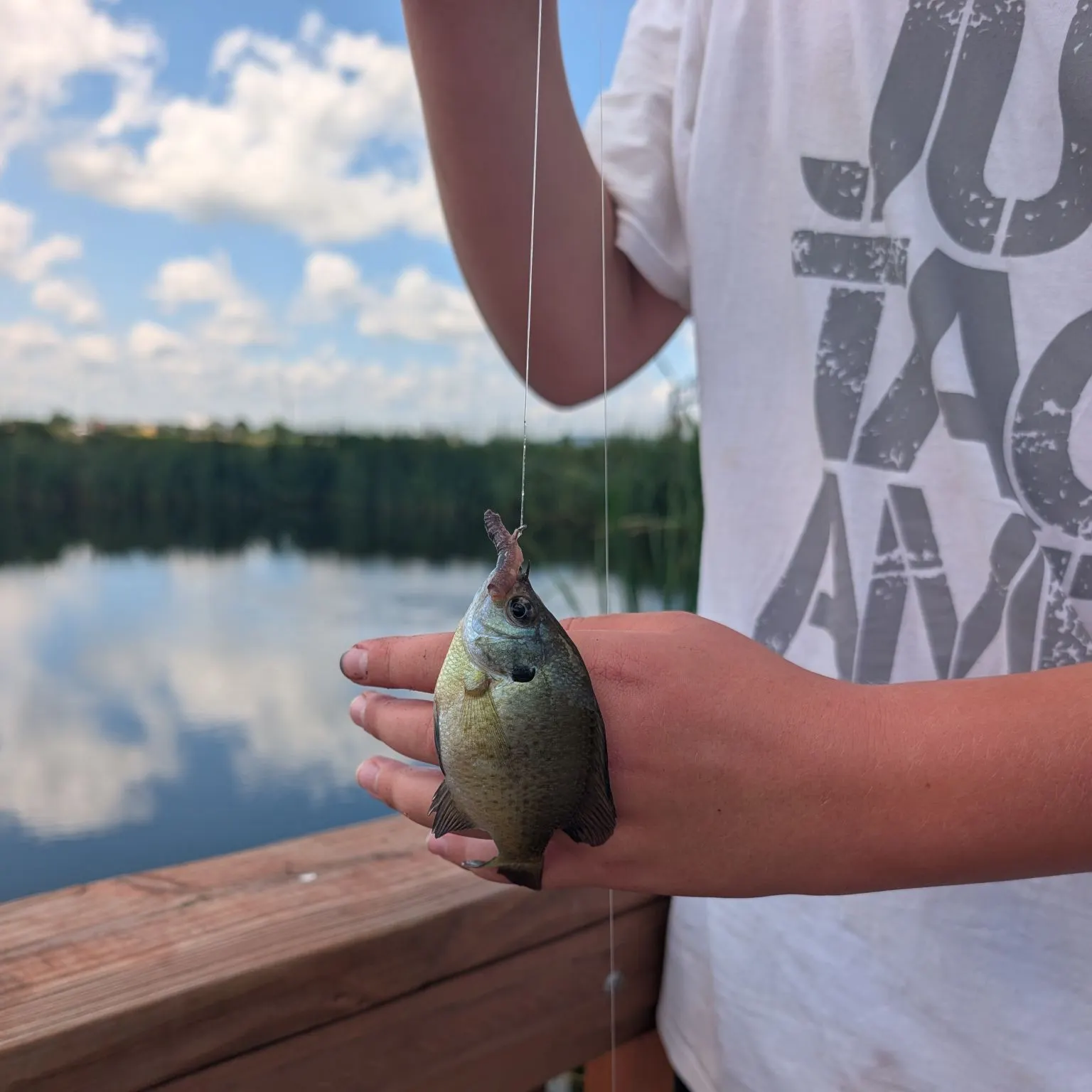 Bluegill caught on Fishbrain