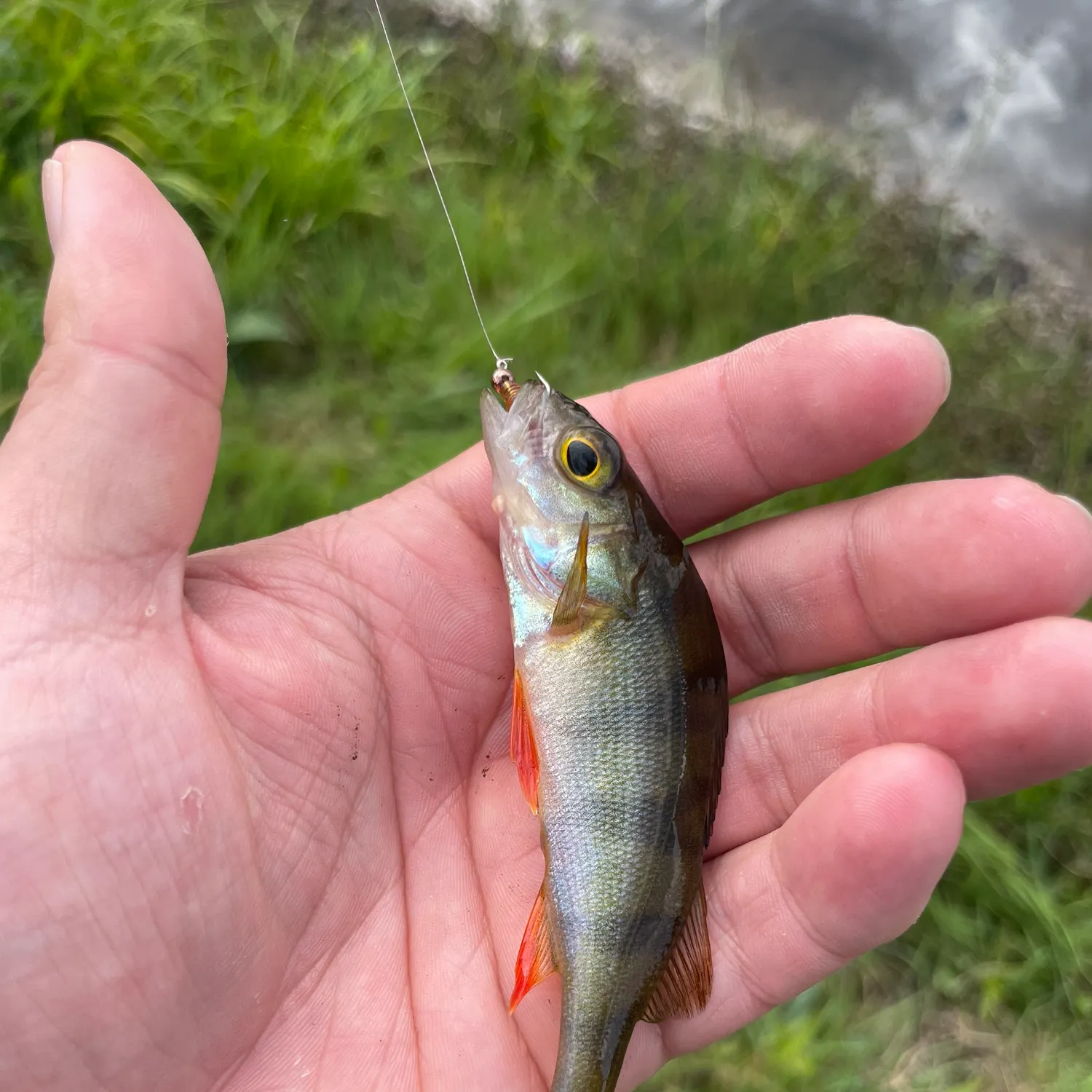 European perch caught on Fishbrain
