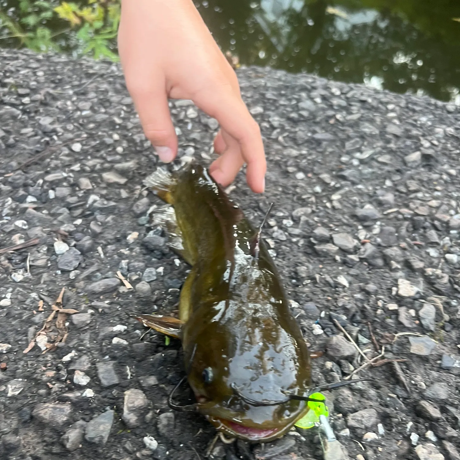 Black bullhead caught on Fishbrain