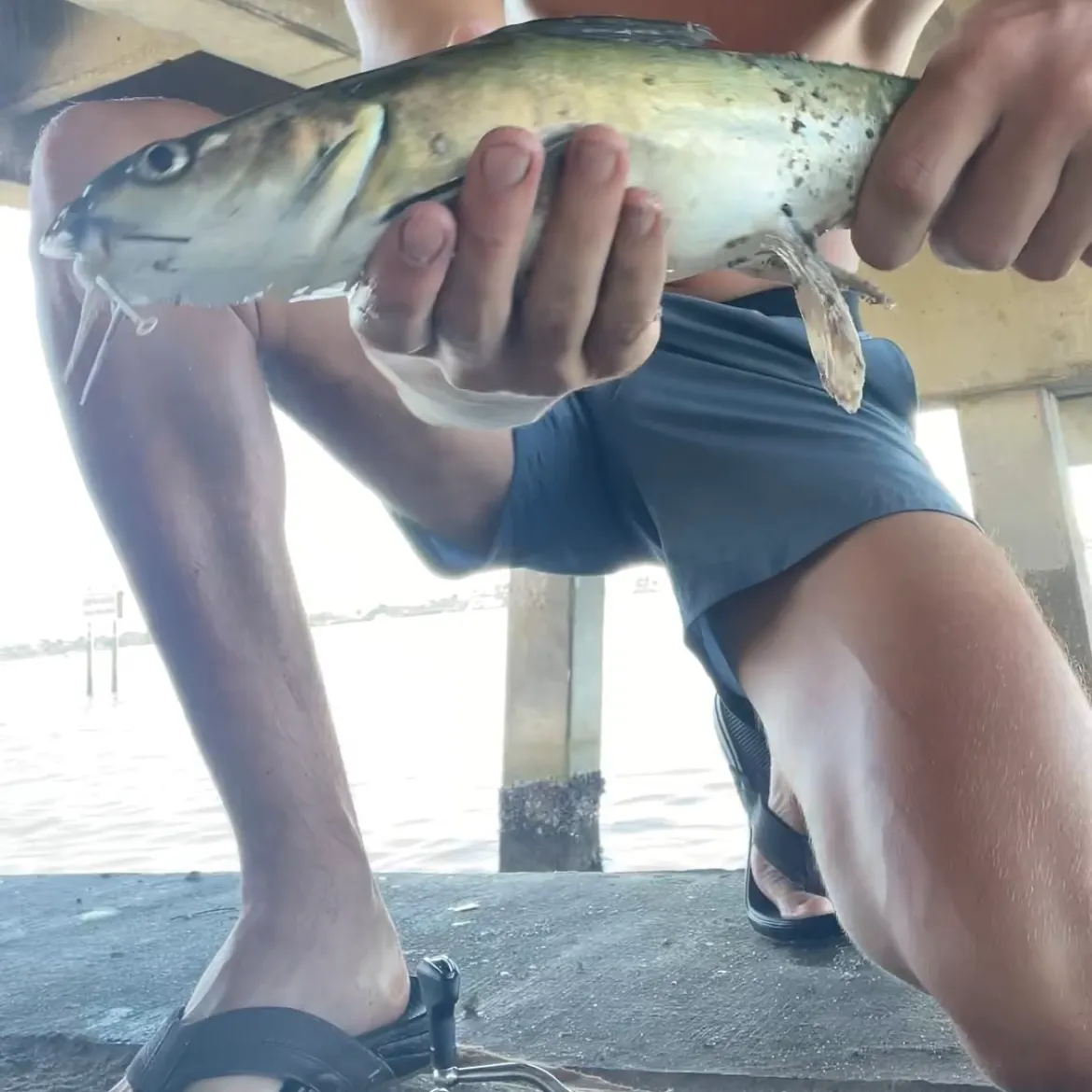 Hardhead sea catfish caught on Fishbrain