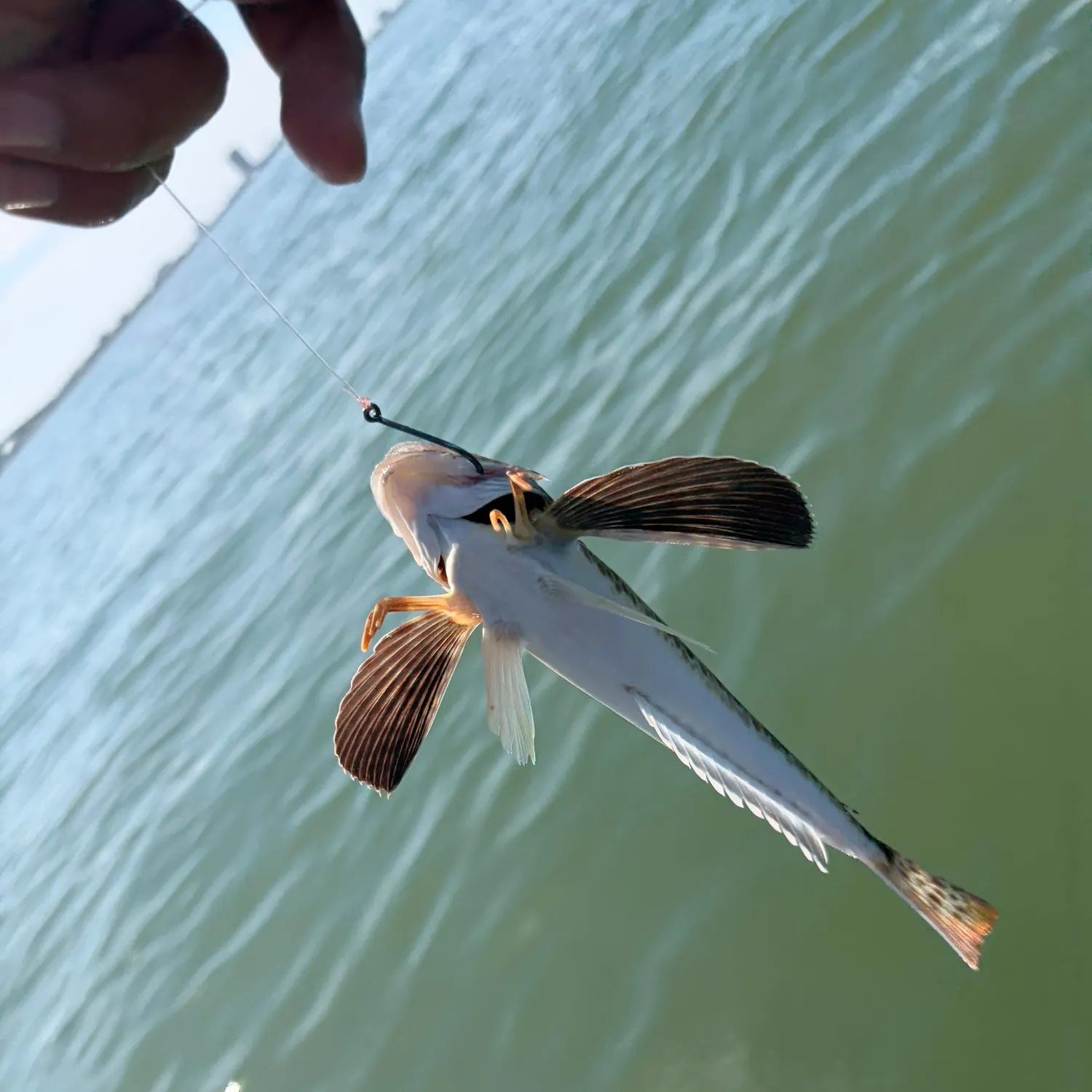 The most recent Leopard searobin catches on Fishbrain