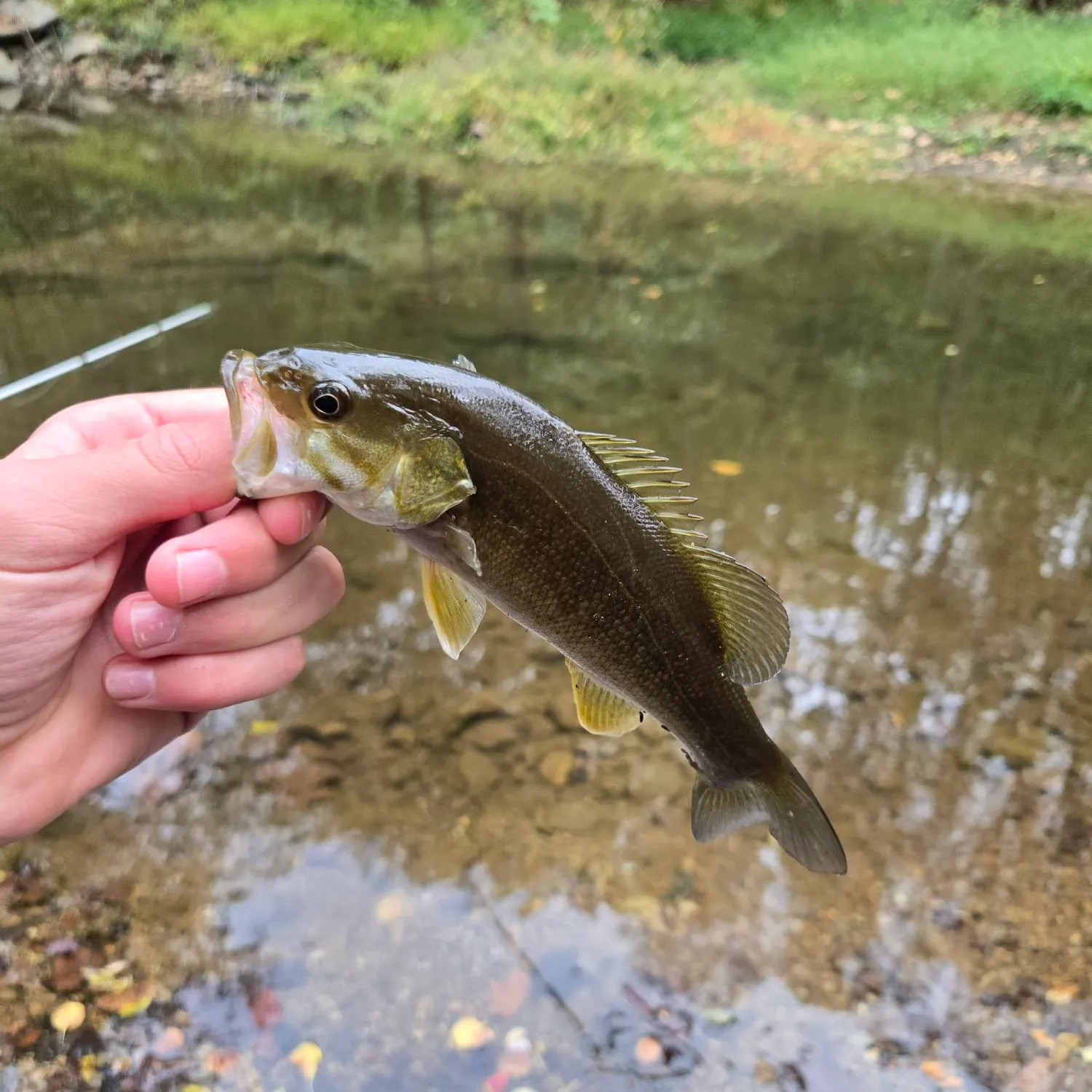 The most recent Smallmouth bass catches on Fishbrain