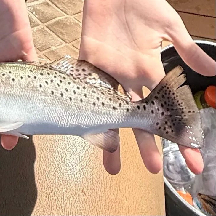 Spotted seatrout caught on Fishbrain
