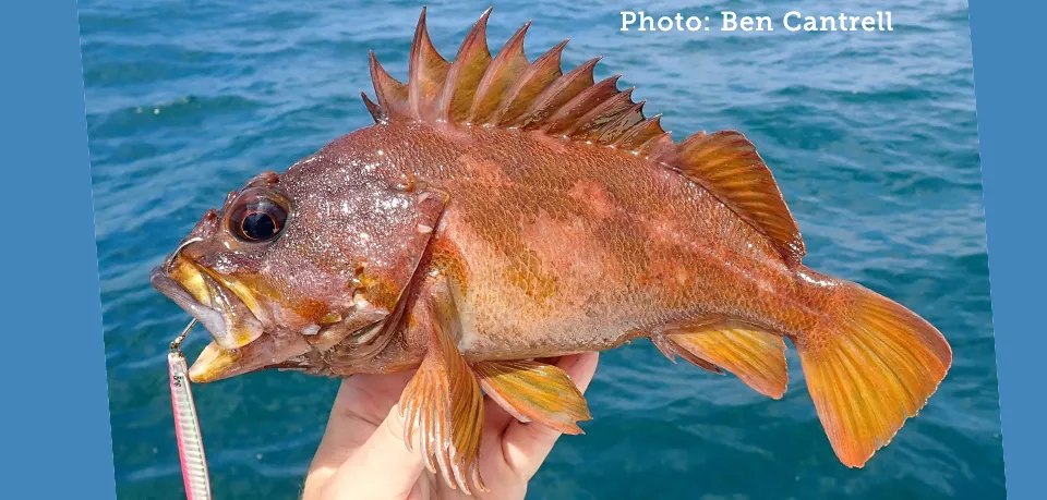 Gopher rockfish