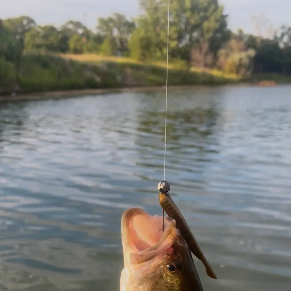 The most recent Meanmouth bass catches on Fishbrain