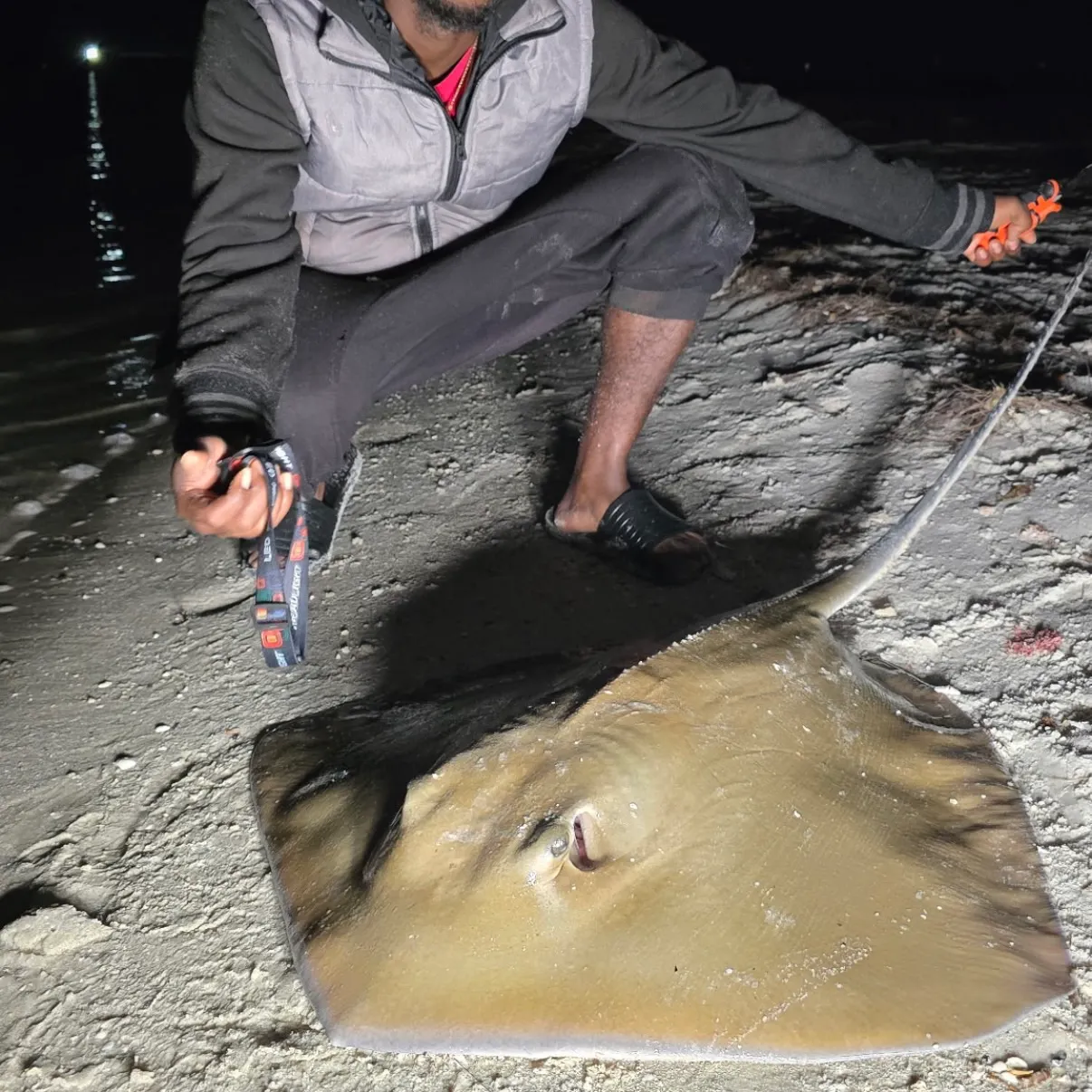 The most recent Atlantic stingray catches on Fishbrain