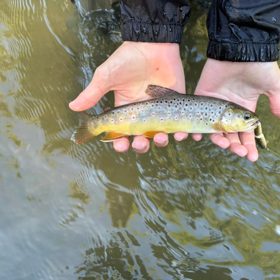 Brown trout caught on Fishbrain