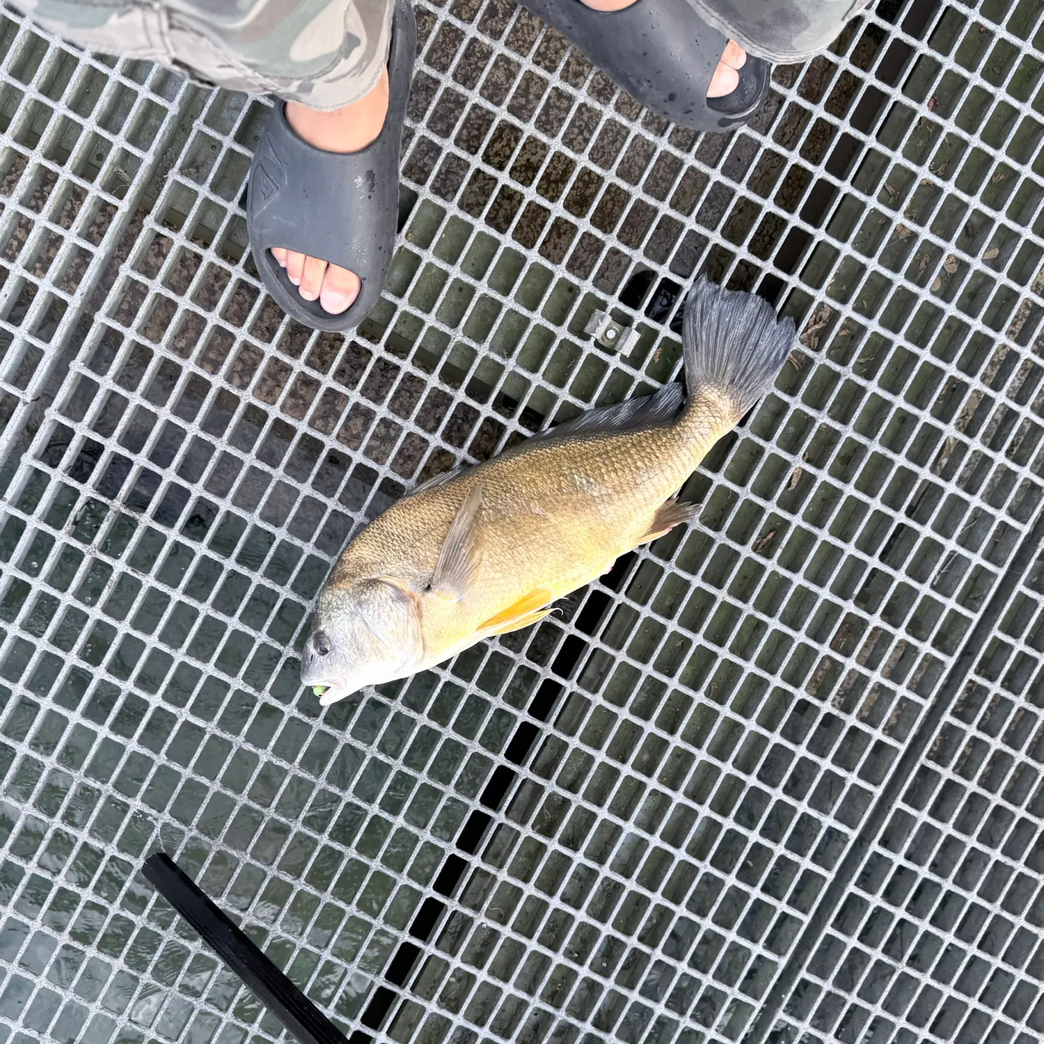 Freshwater drum caught on Fishbrain