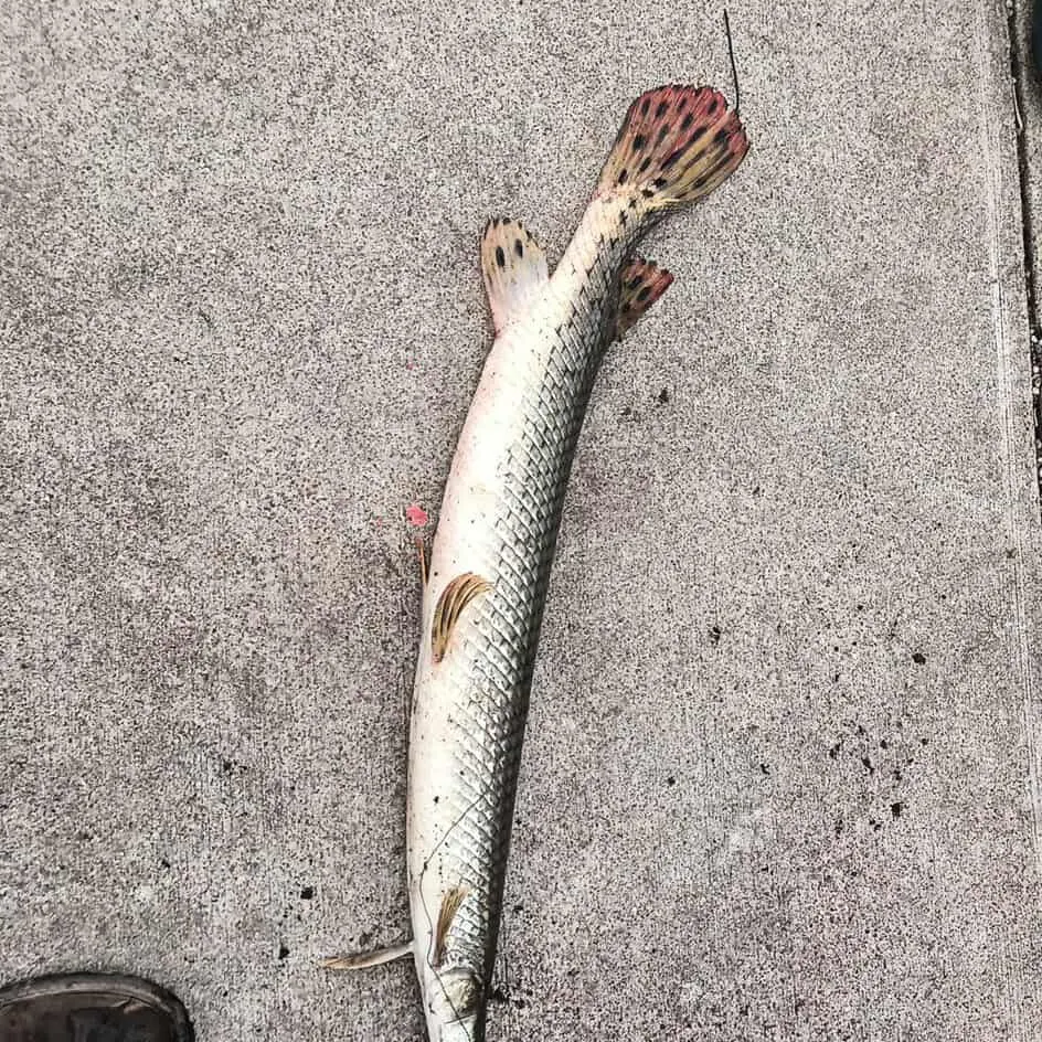 recently logged catches