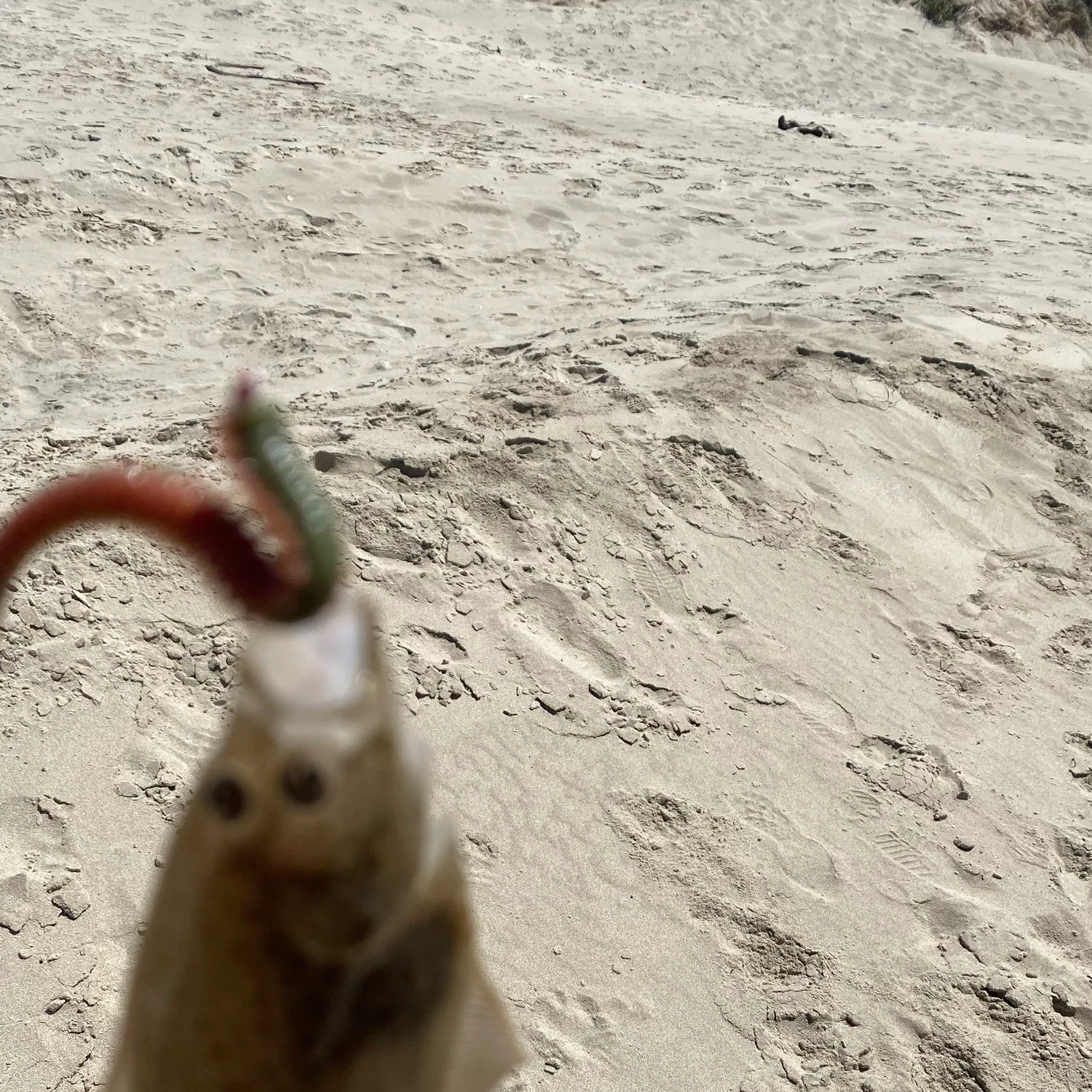 The most recent Starry flounder catches on Fishbrain