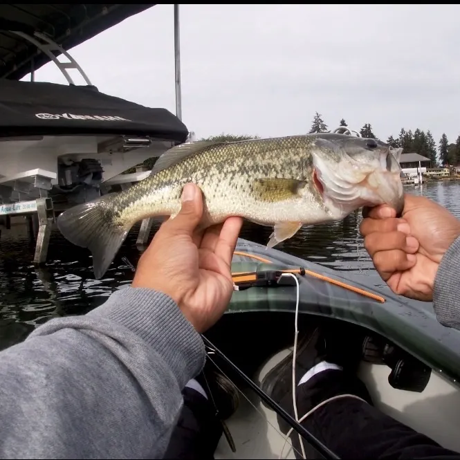 Largemouth bass caught on Fishbrain