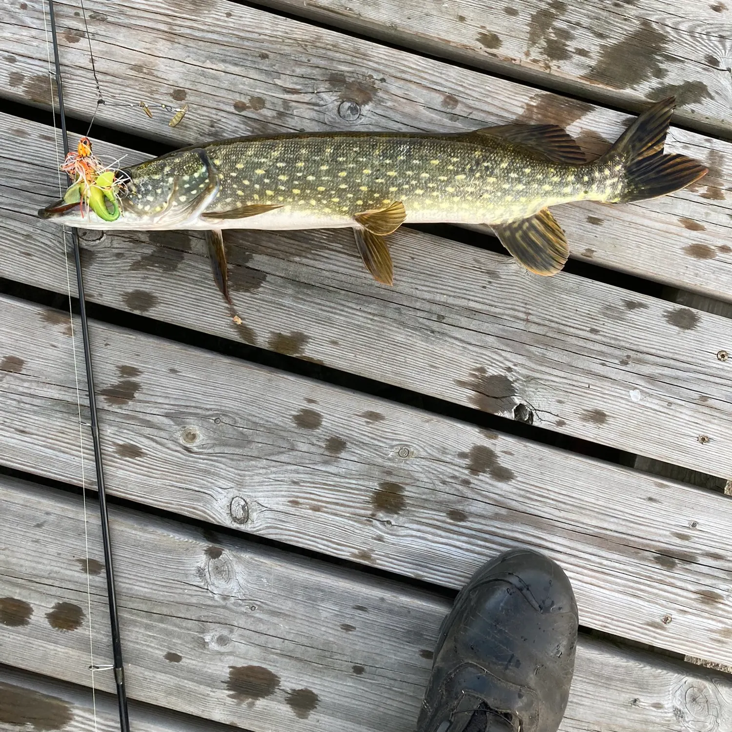 Northern pike caught on Fishbrain