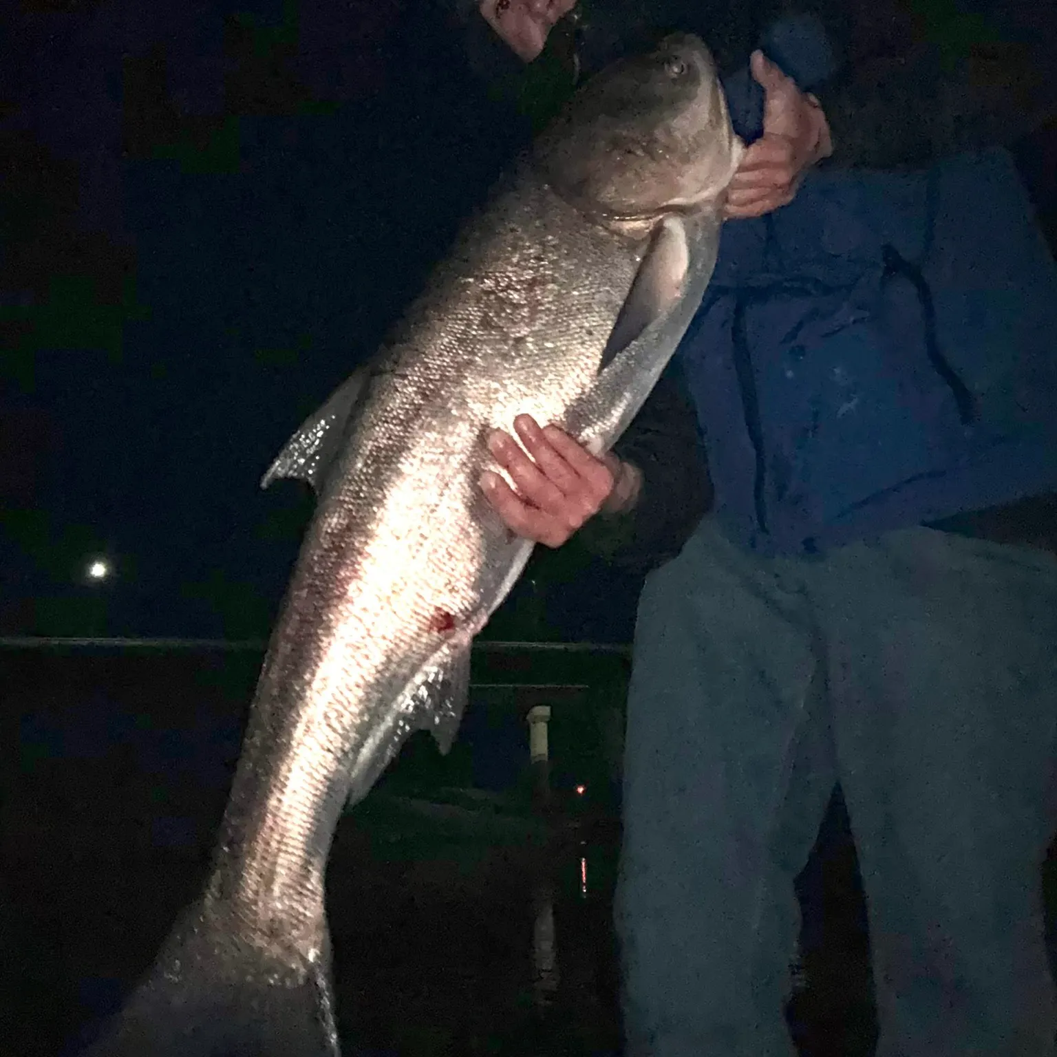 The most recent Silver carp catches on Fishbrain
