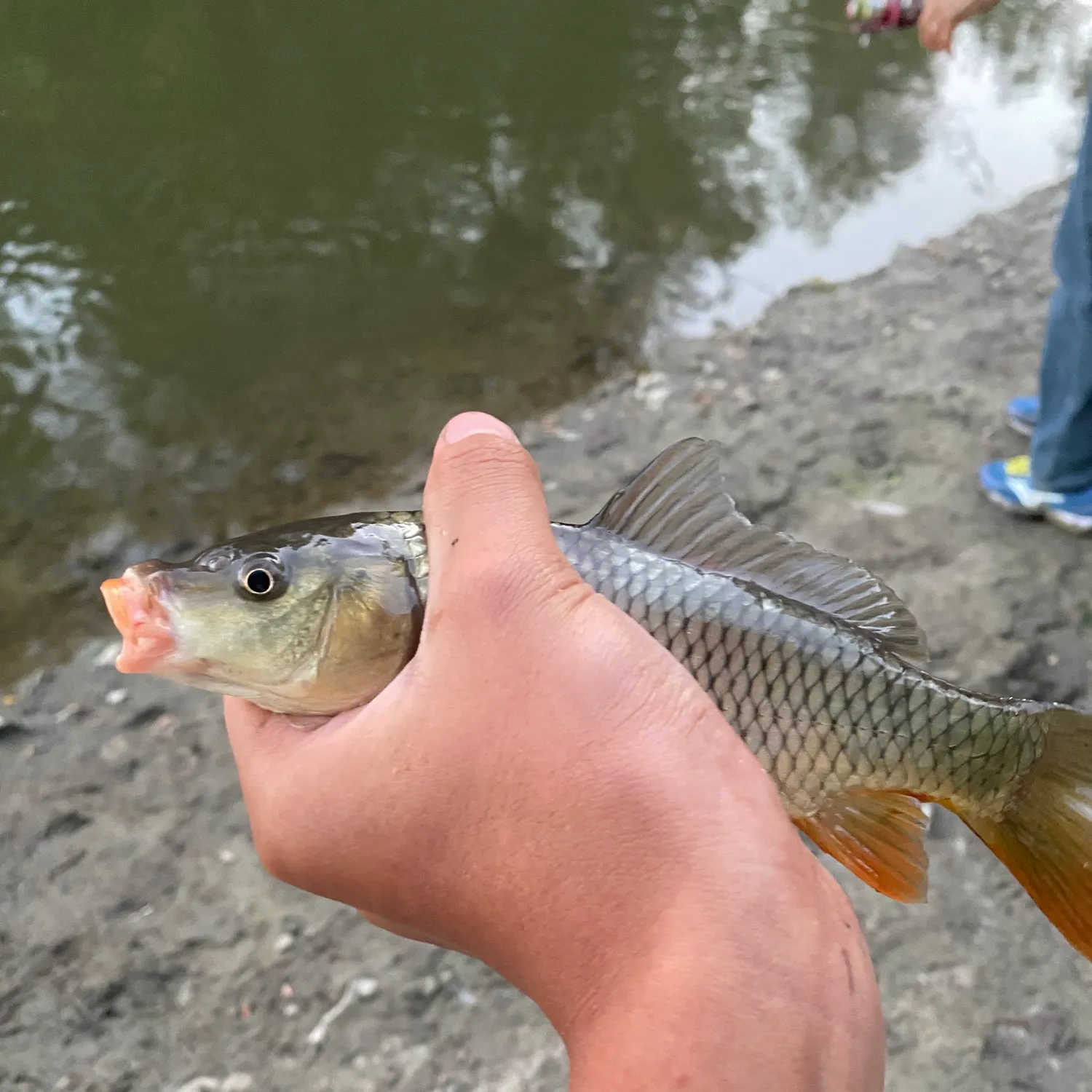 Common carp caught on Fishbrain