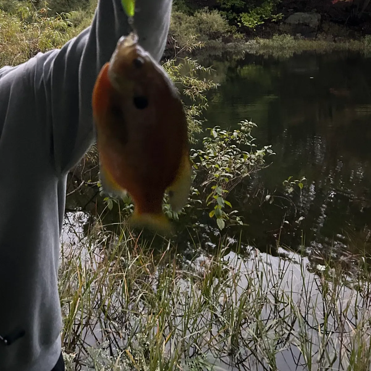 Bluegill caught on Fishbrain