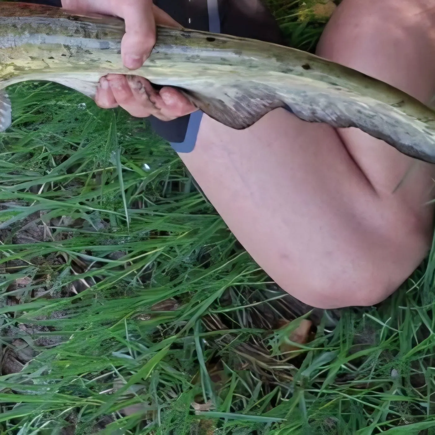 Wels catfish caught on Fishbrain