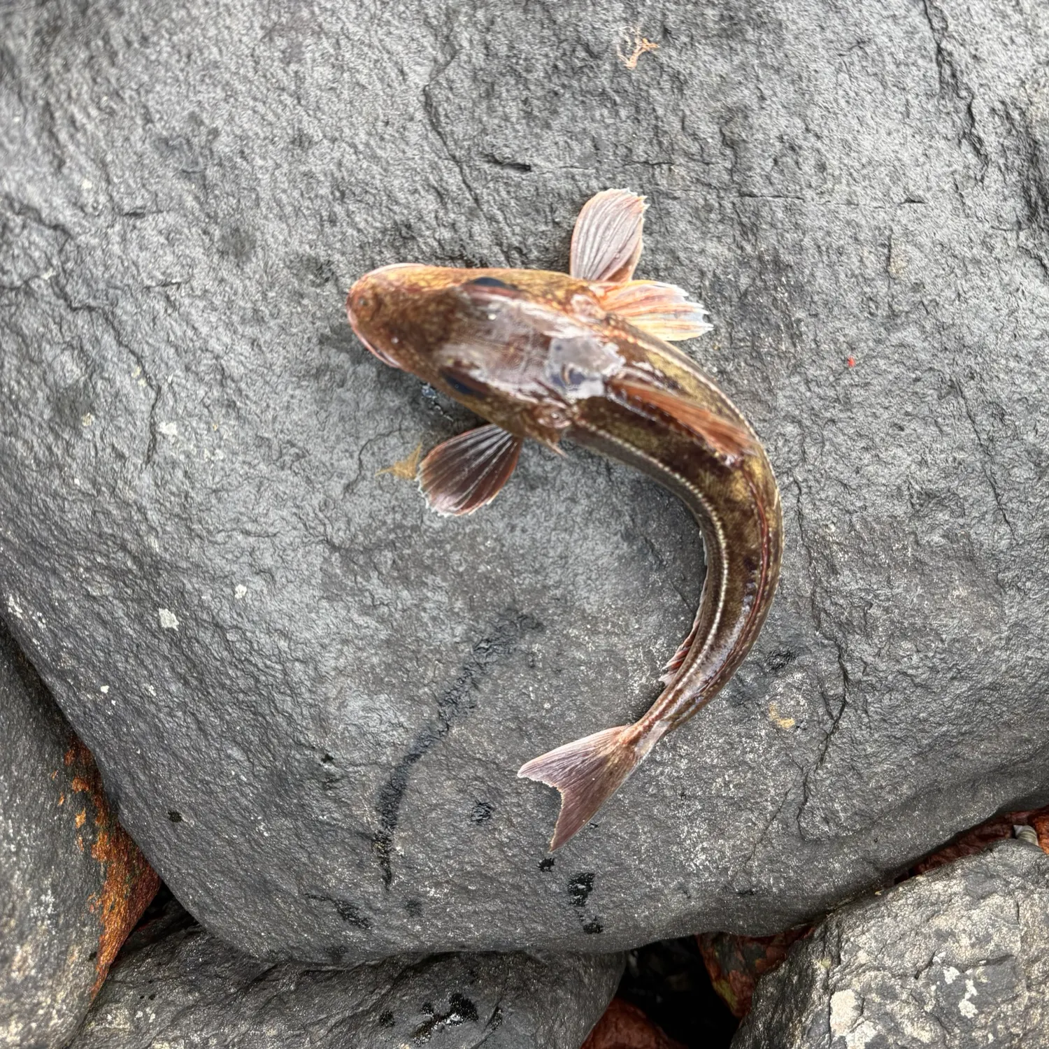 The most recent Tub gurnard catches on Fishbrain