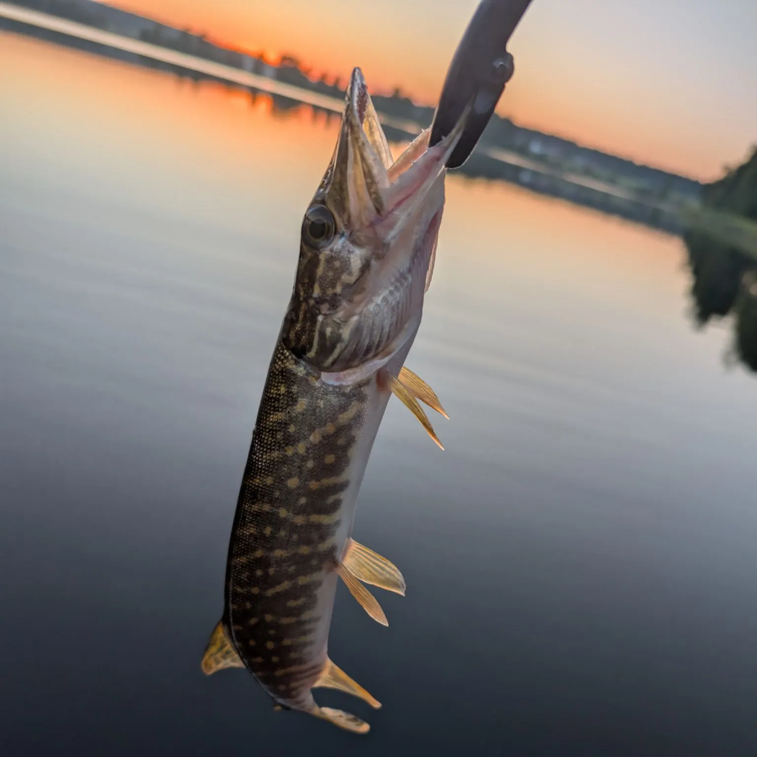 Northern pike caught on Fishbrain