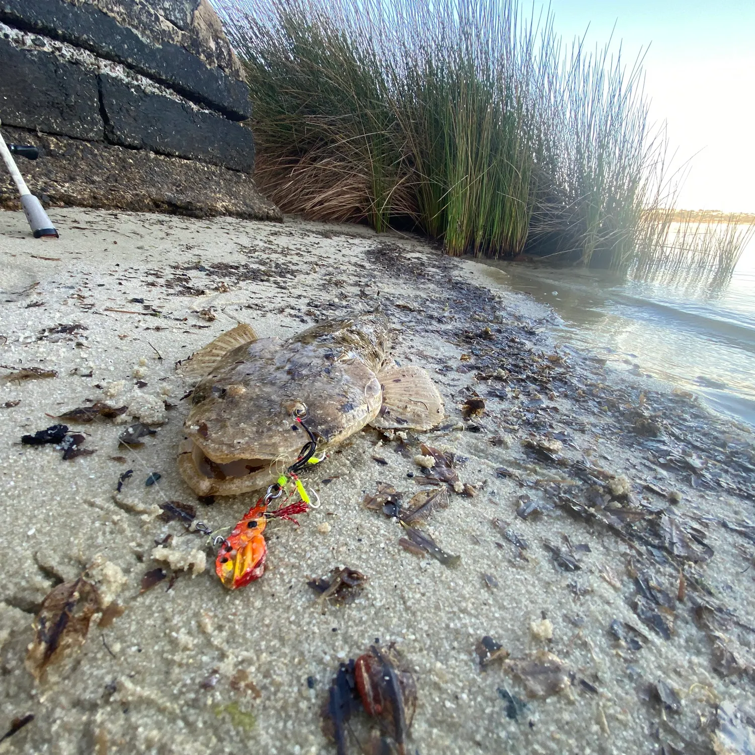 The most recent Bartail flathead catches on Fishbrain